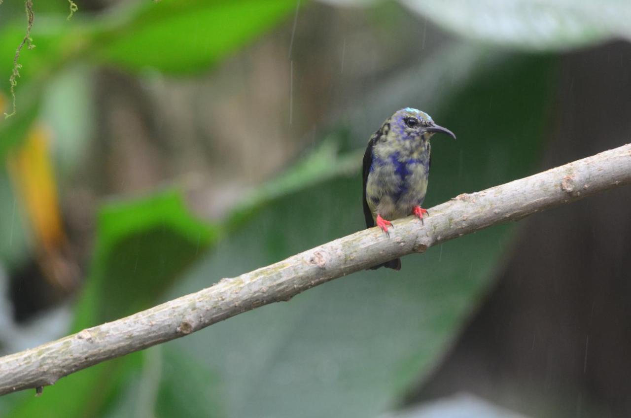 Birds & Breakfast Costa Rica Bed and Breakfast La Tigra  Exteriör bild