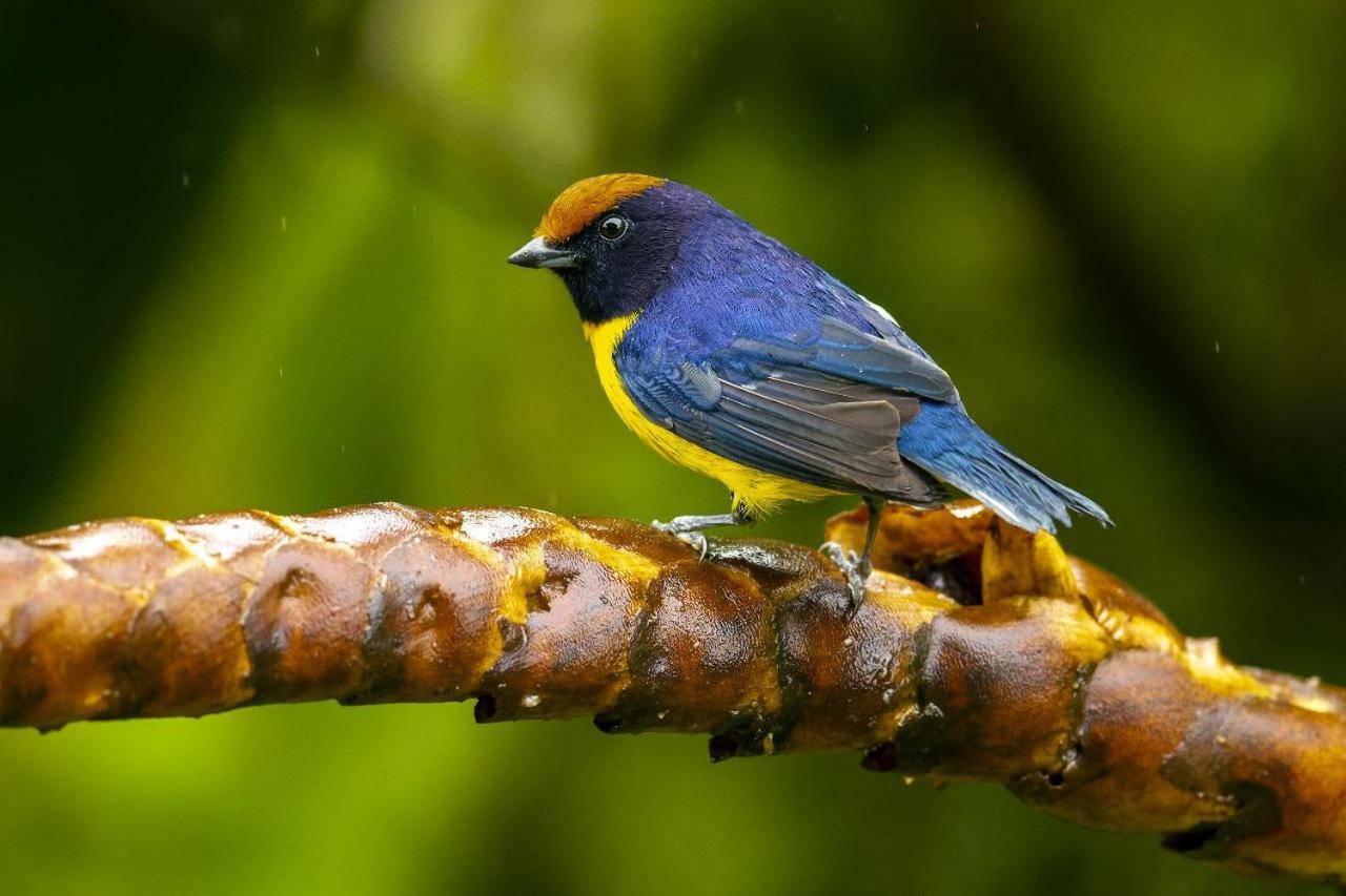 Birds & Breakfast Costa Rica Bed and Breakfast La Tigra  Exteriör bild
