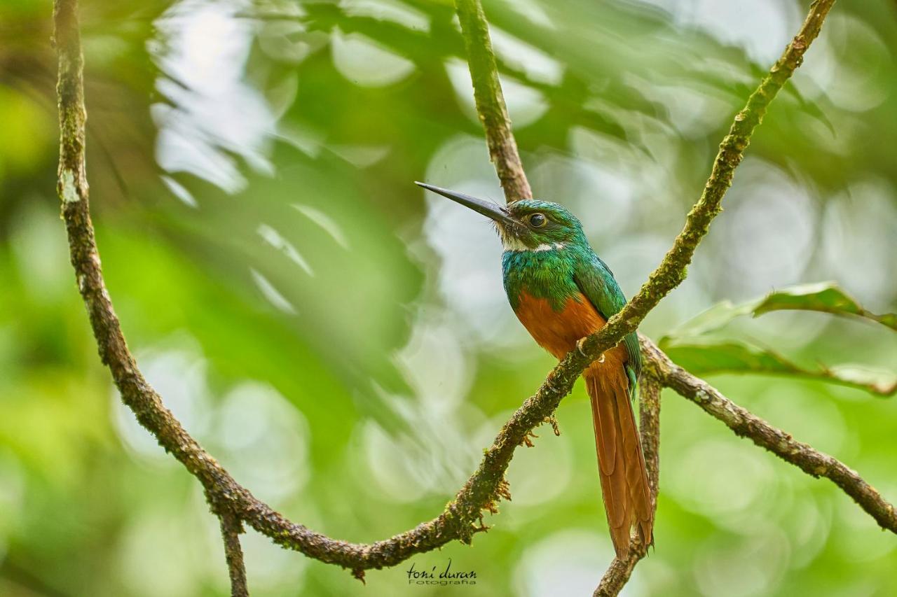 Birds & Breakfast Costa Rica Bed and Breakfast La Tigra  Exteriör bild