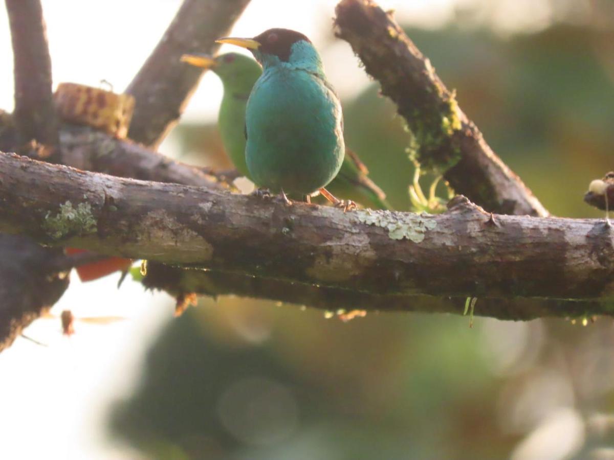Birds & Breakfast Costa Rica Bed and Breakfast La Tigra  Exteriör bild