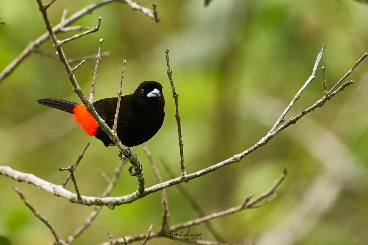 Birds & Breakfast Costa Rica Bed and Breakfast La Tigra  Exteriör bild