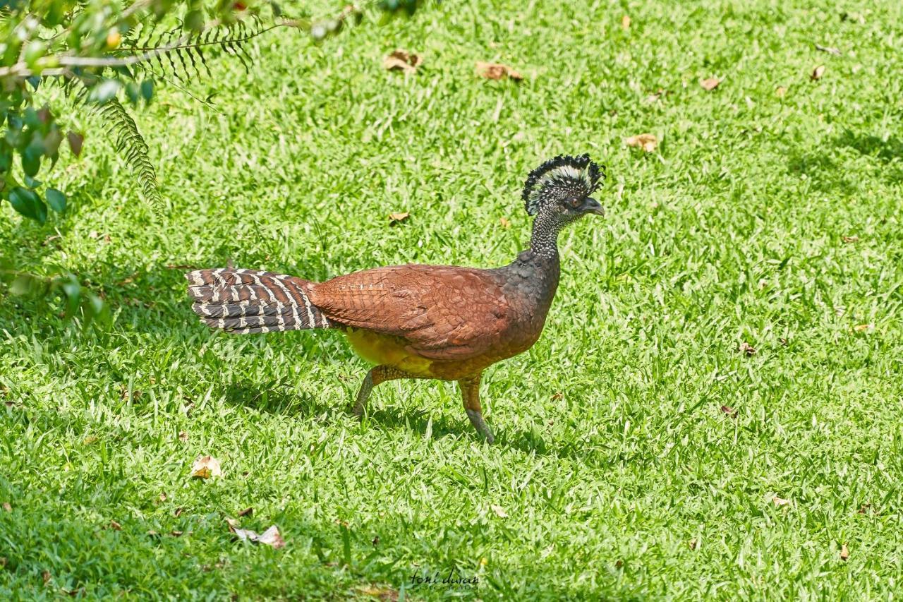 Birds & Breakfast Costa Rica Bed and Breakfast La Tigra  Exteriör bild