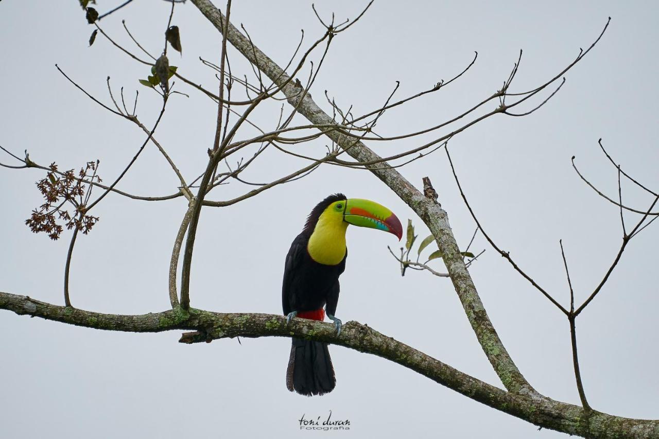 Birds & Breakfast Costa Rica Bed and Breakfast La Tigra  Exteriör bild