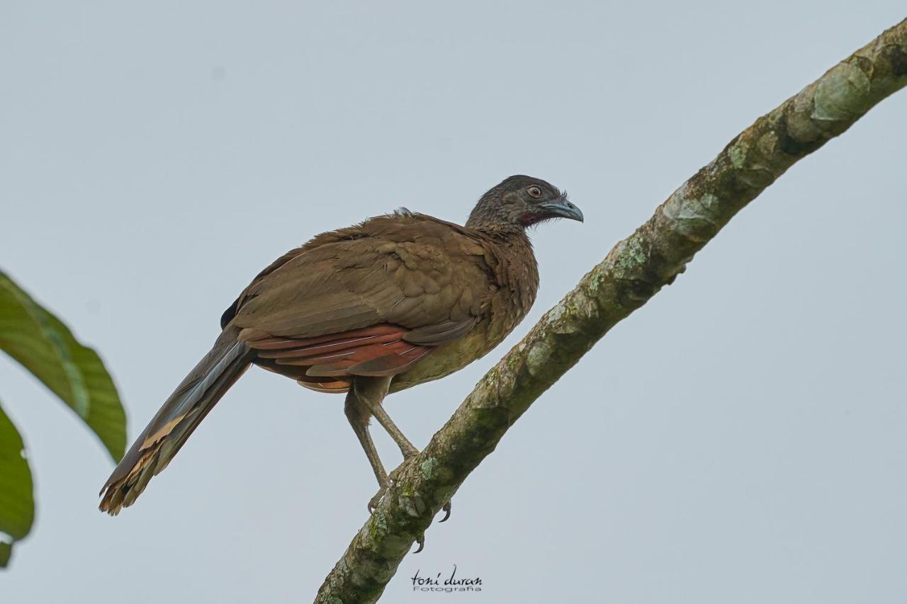 Birds & Breakfast Costa Rica Bed and Breakfast La Tigra  Exteriör bild