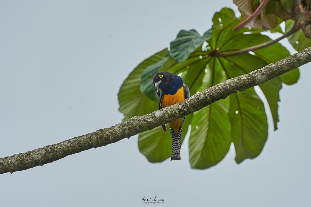 Birds & Breakfast Costa Rica Bed and Breakfast La Tigra  Exteriör bild