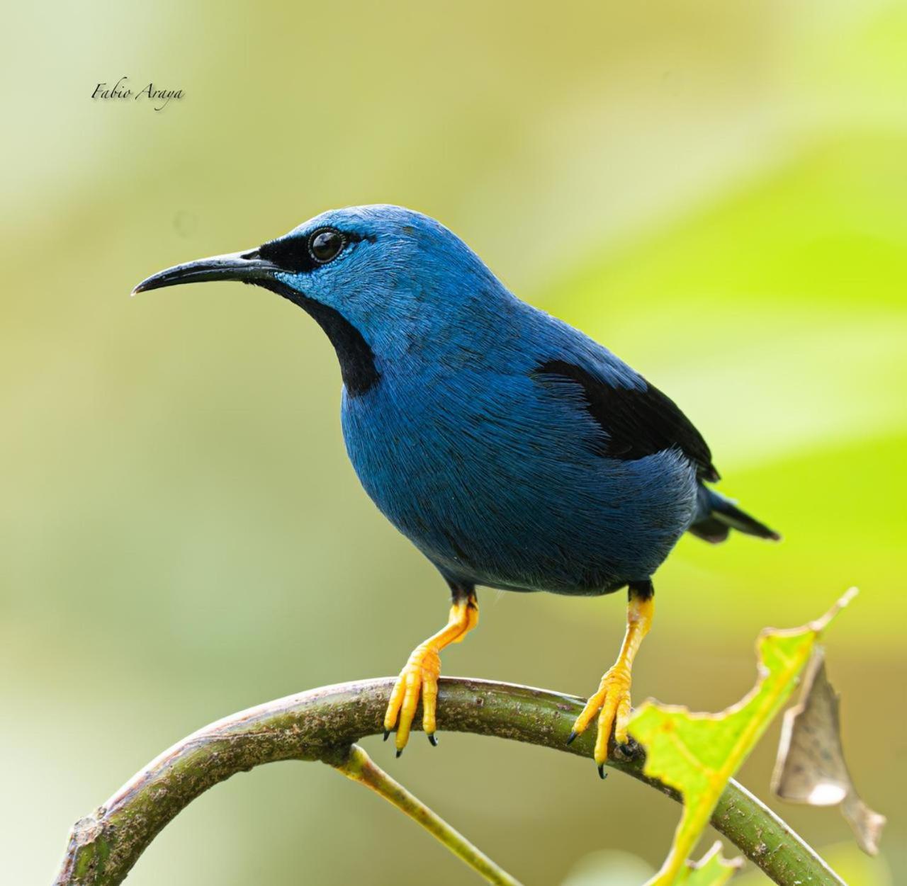 Birds & Breakfast Costa Rica Bed and Breakfast La Tigra  Exteriör bild
